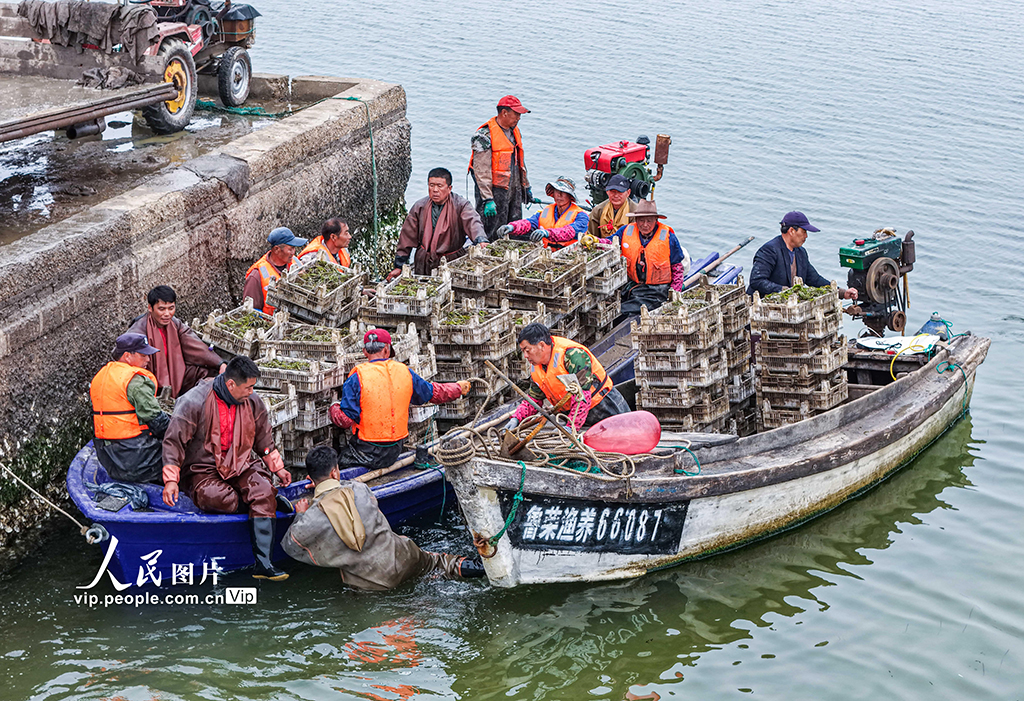 山東榮成:“海底造林”守護生態【2】
