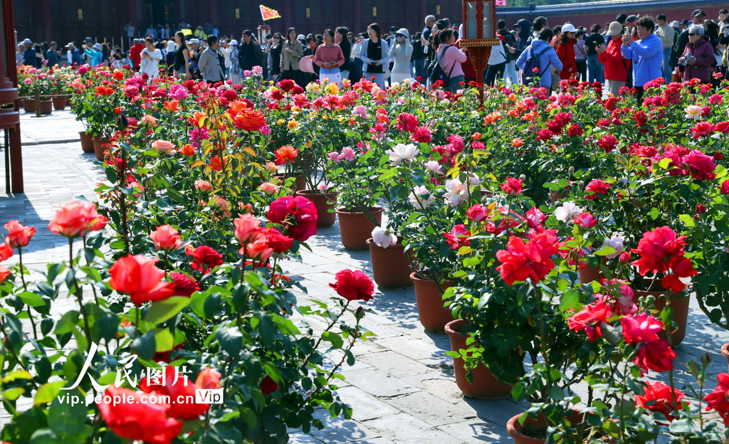 北京天壇公園月季盛開迎客來【4】