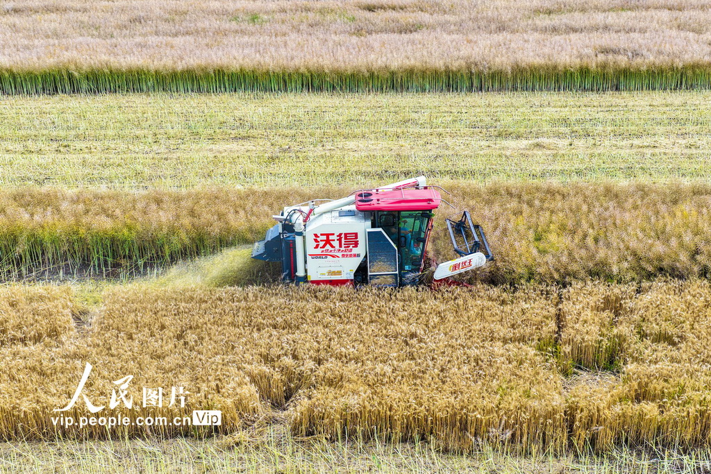 安徽蕪湖：收割油菜【2】