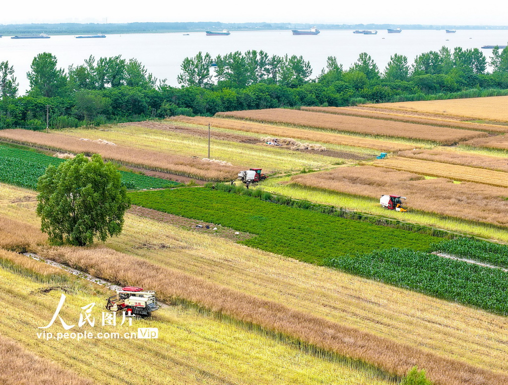 安徽蕪湖：收割油菜【4】