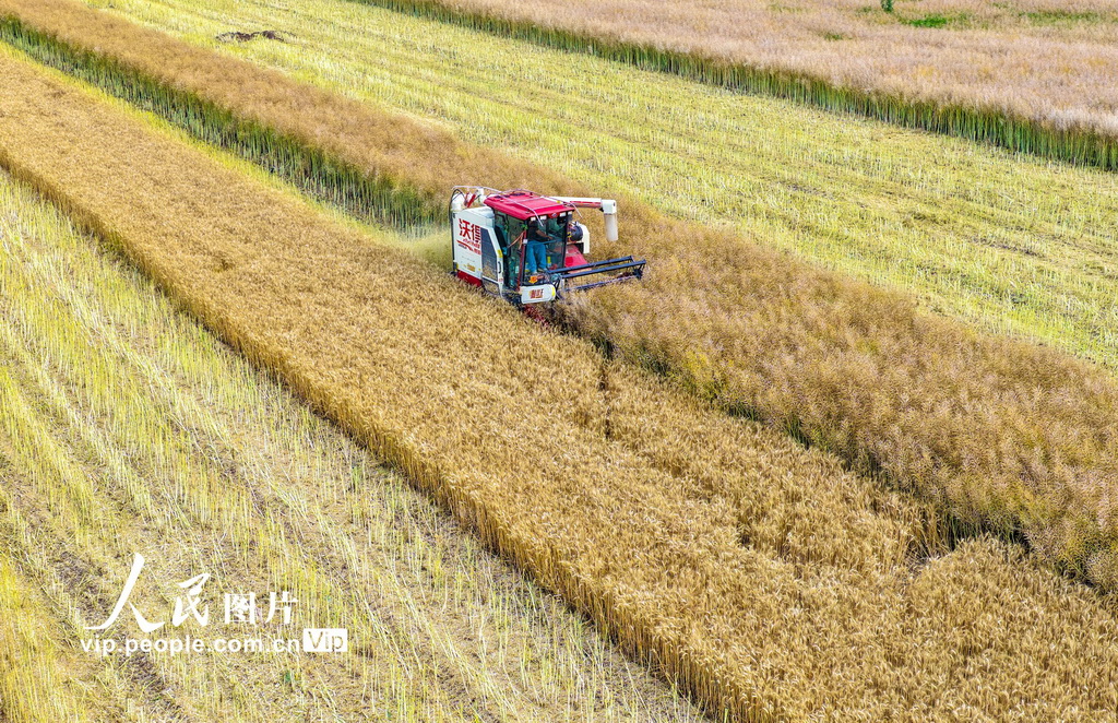 安徽蕪湖：收割油菜【5】