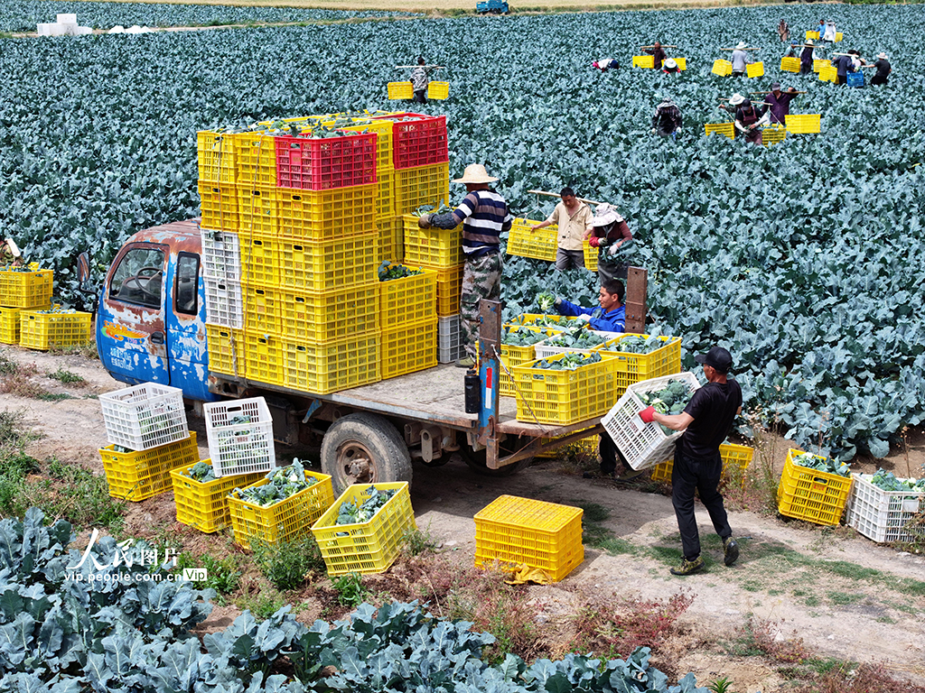 安徽蒙城:蔬菜采收【2】