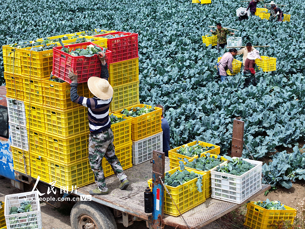 安徽蒙城:蔬菜采收【3】
