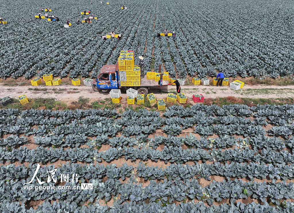 安徽蒙城:蔬菜采收【4】