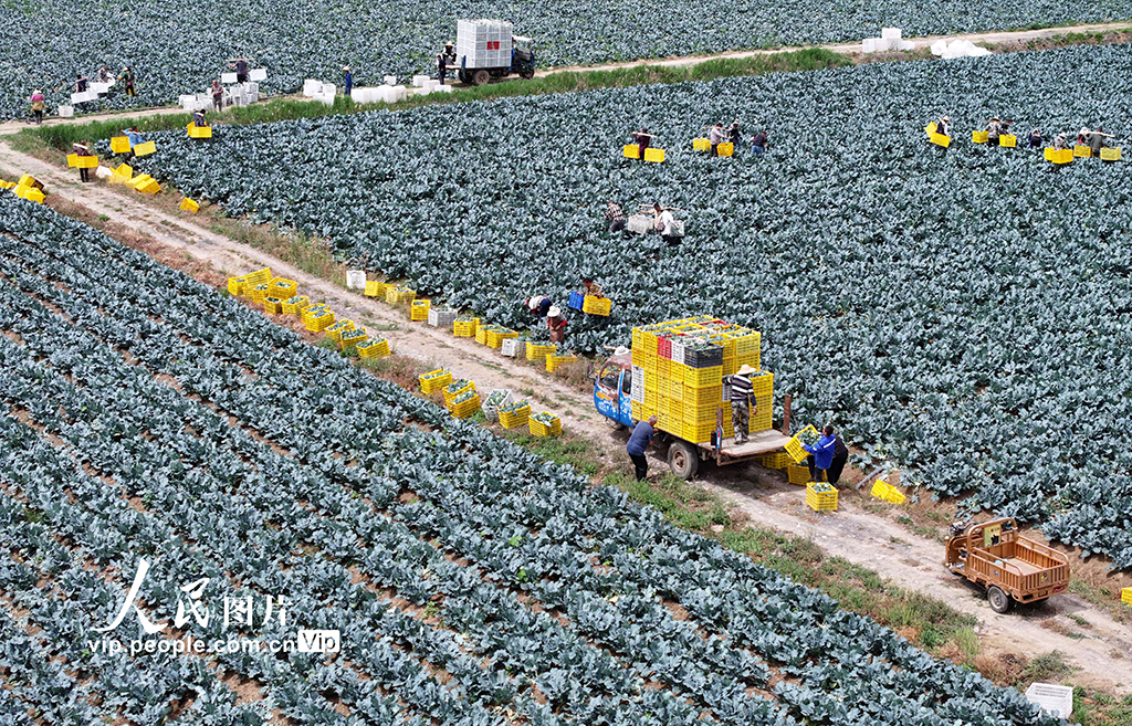 安徽蒙城:蔬菜采收【5】