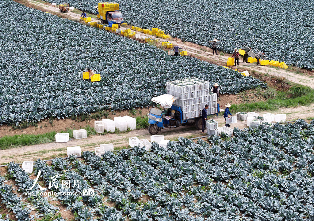 安徽蒙城:蔬菜采收【6】