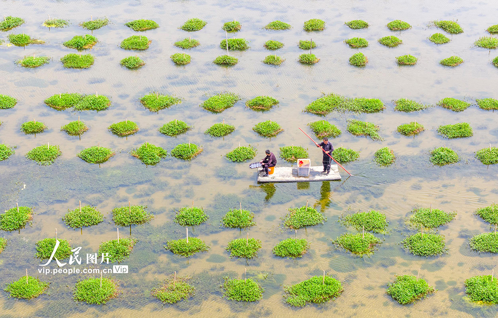 江蘇泗洪:一池碧水養出致富蟹【2】