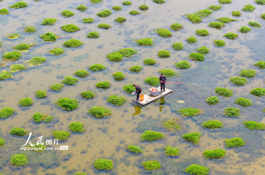 江蘇泗洪:一池碧水養出致富蟹【3】