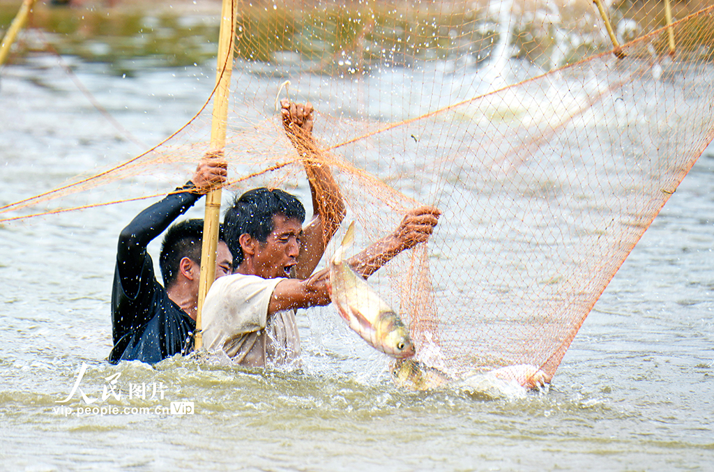 云南彌勒:傳統捕魚 別具一格【5】