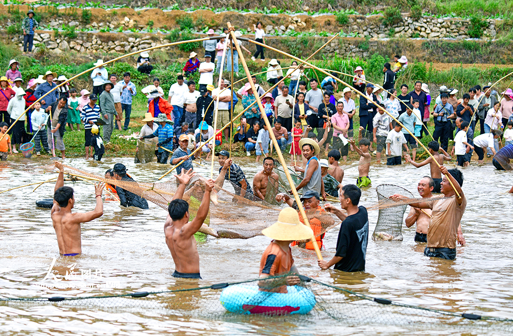 云南彌勒:傳統捕魚 別具一格【3】