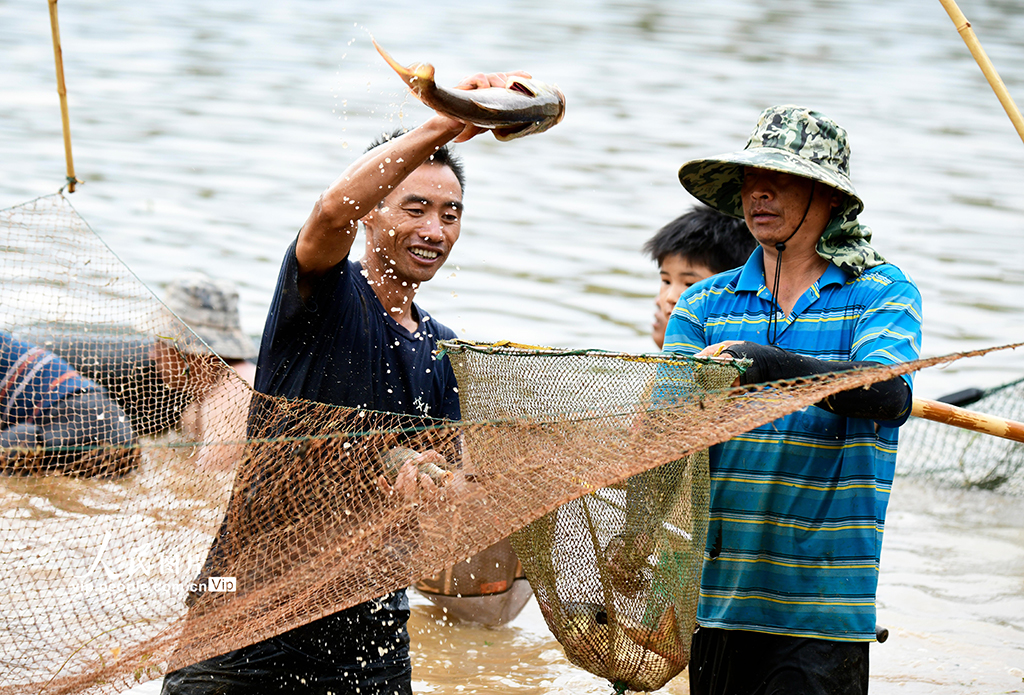 云南彌勒:傳統捕魚 別具一格【2】