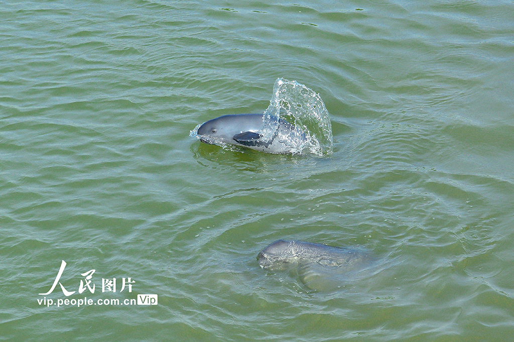 安徽銅陵:江豚逐浪嬉戲【2】