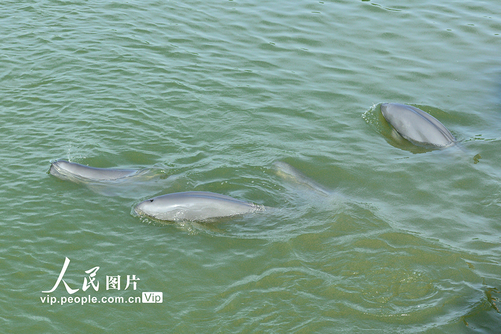 安徽銅陵:江豚逐浪嬉戲【3】