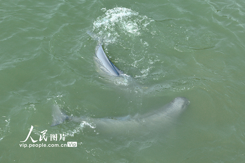 安徽銅陵:江豚逐浪嬉戲【4】