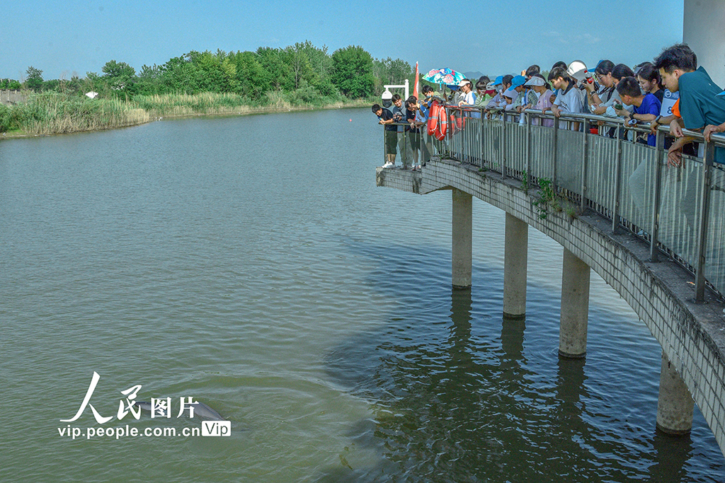 安徽銅陵:江豚逐浪嬉戲【7】