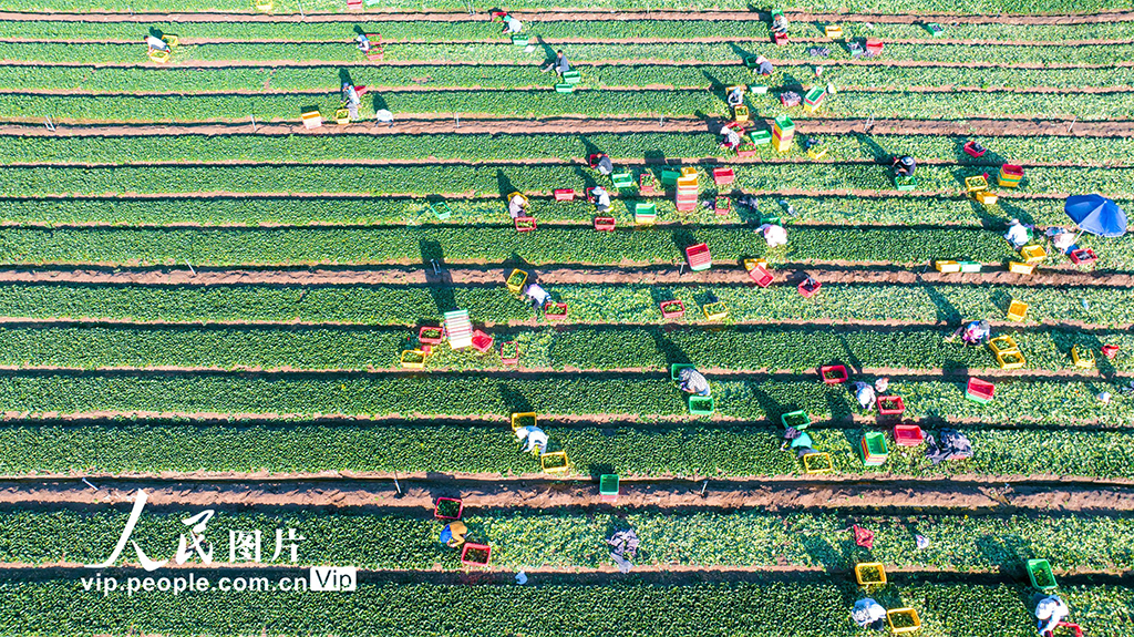 甘肅張掖：菜心喜豐收【2】