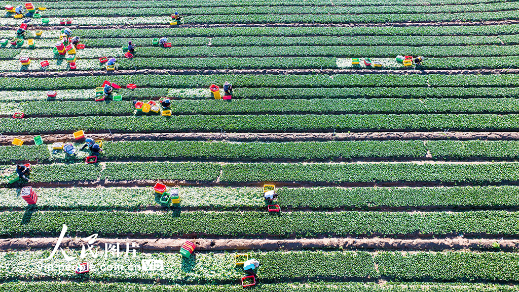 甘肅張掖：菜心喜豐收【3】