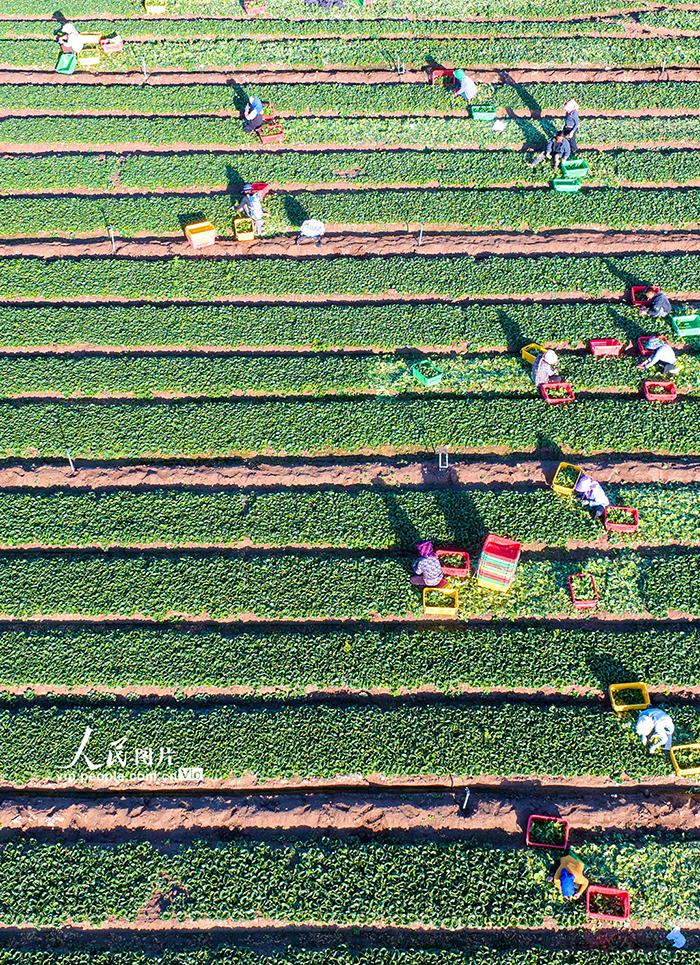 甘肅張掖:菜心喜豐收【4】