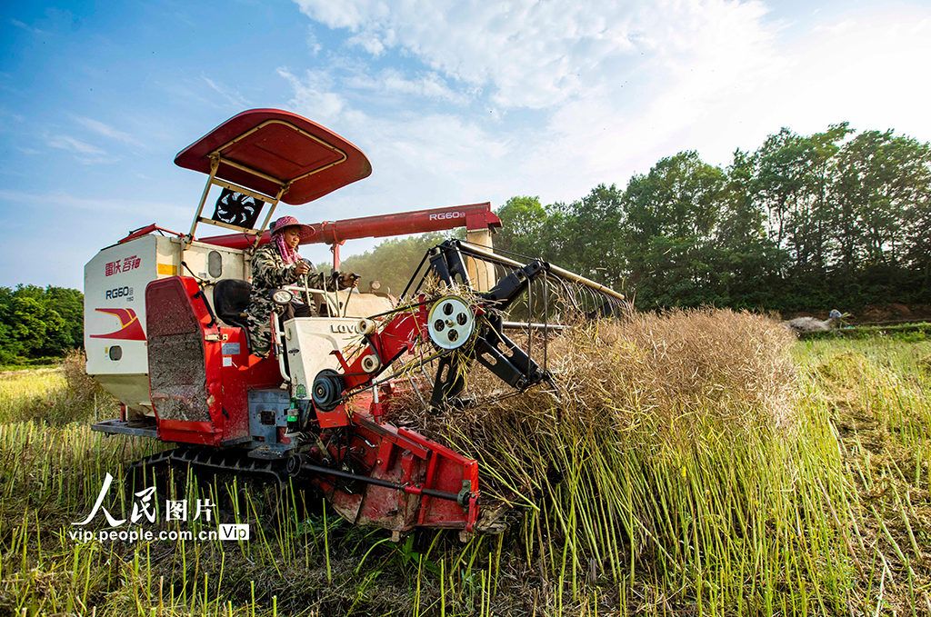 江西都昌:收獲油菜籽【2】