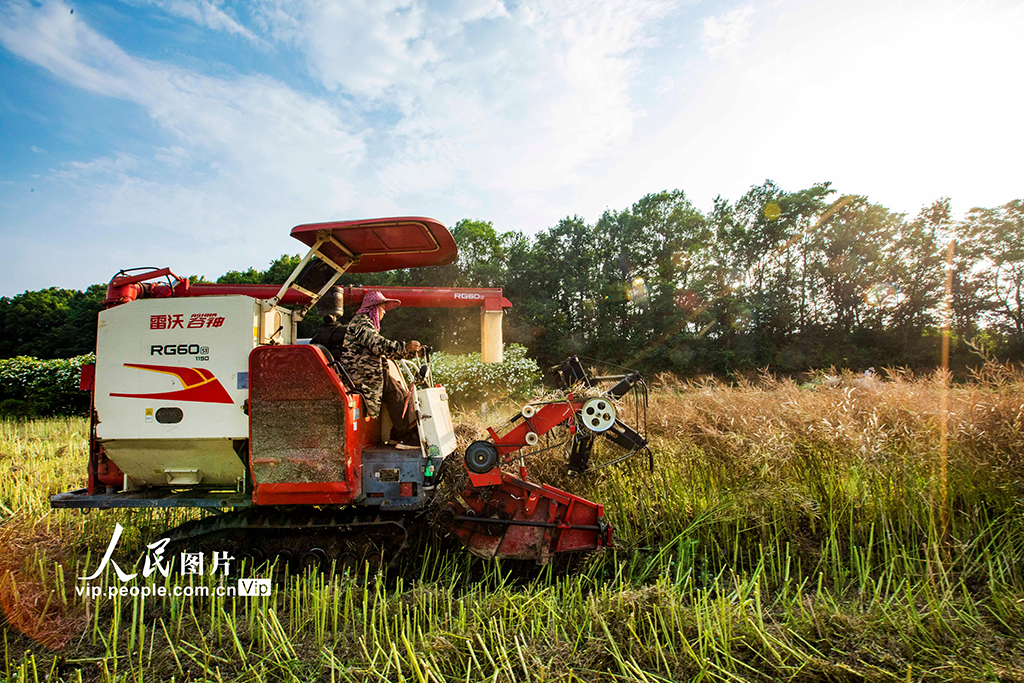 江西都昌:收獲油菜籽【3】