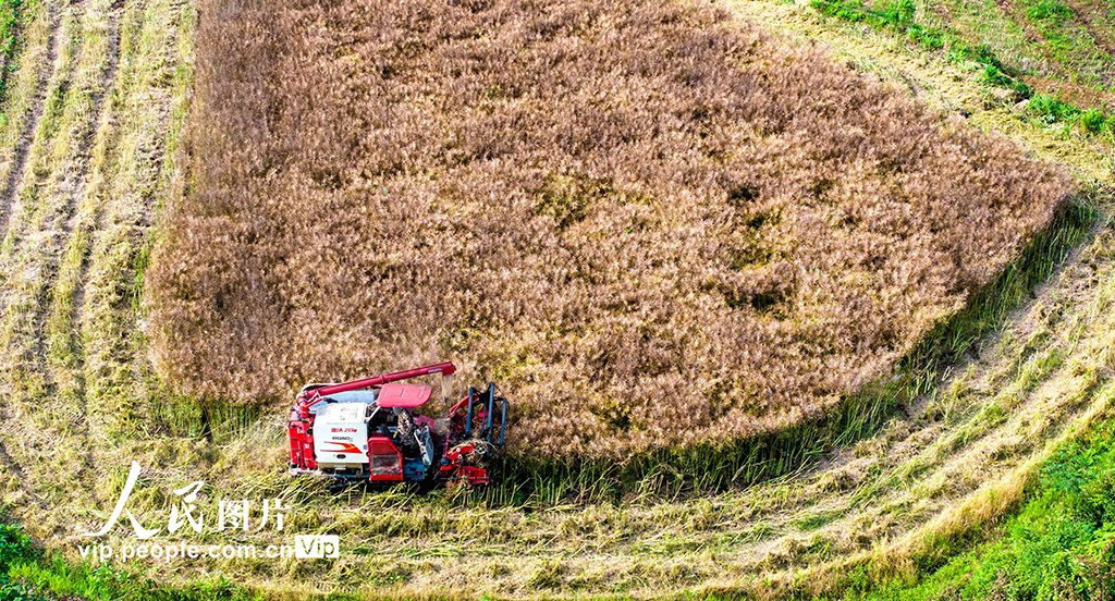 江西都昌:收獲油菜籽【4】