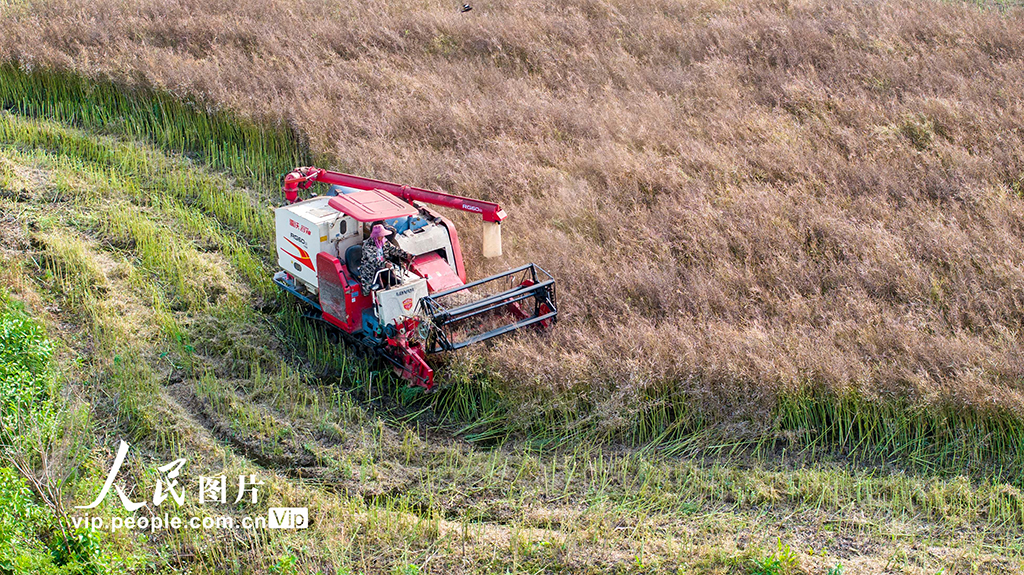 江西都昌:收獲油菜籽【5】