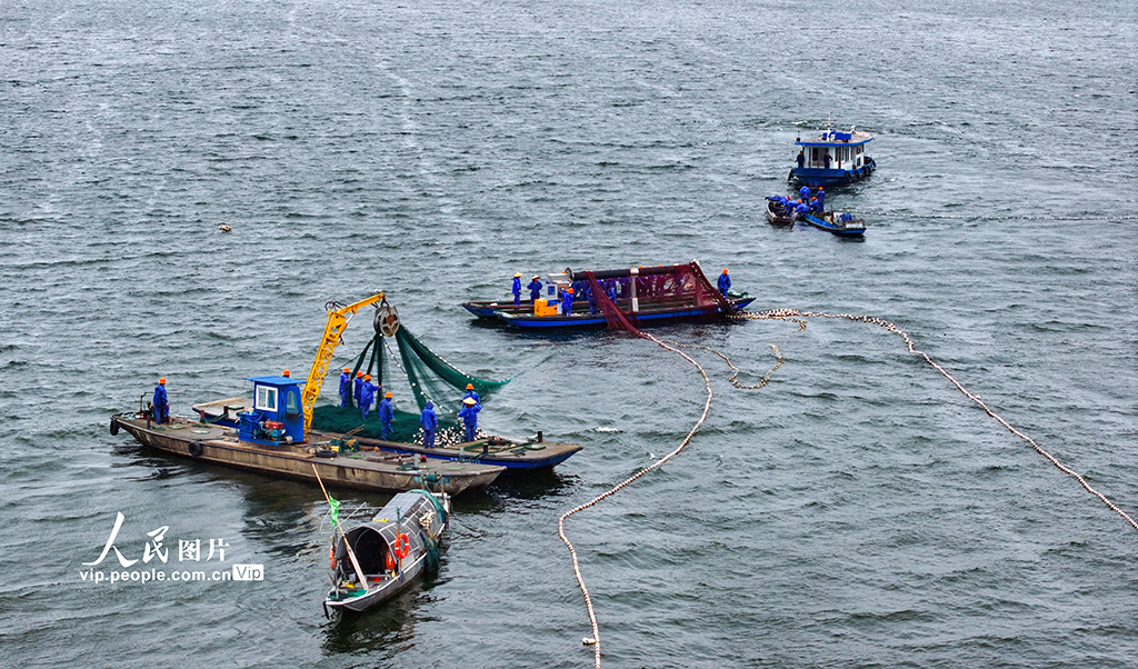 浙江淳安:千島湖開啟夏季巨網捕魚作業【3】