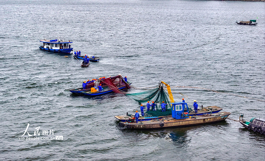 浙江淳安:千島湖開啟夏季巨網捕魚作業【4】