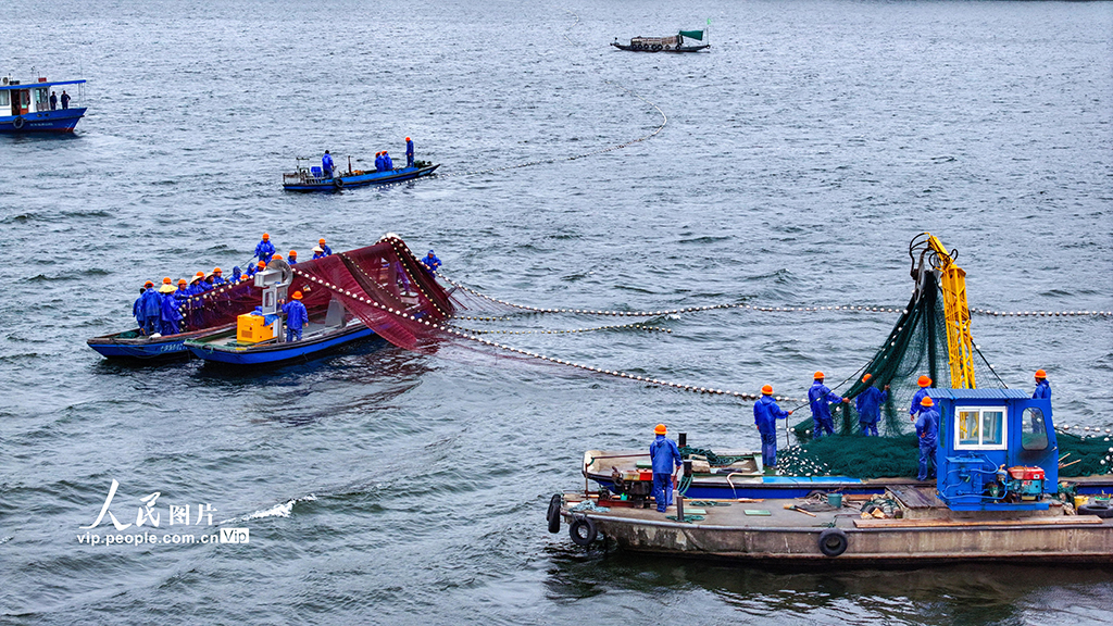 浙江淳安:千島湖開啟夏季巨網捕魚作業【5】