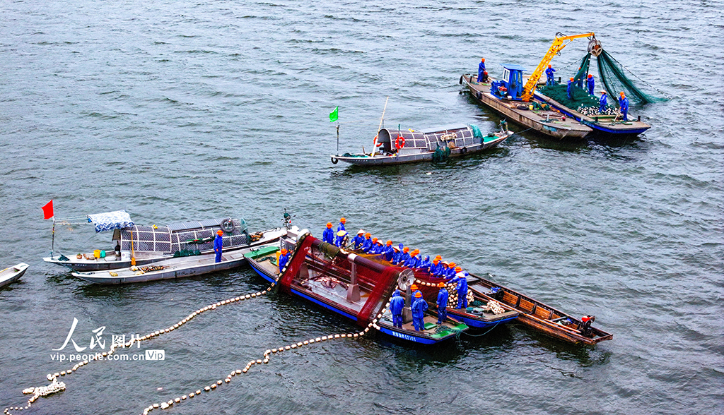 浙江淳安:千島湖開啟夏季巨網捕魚作業【2】