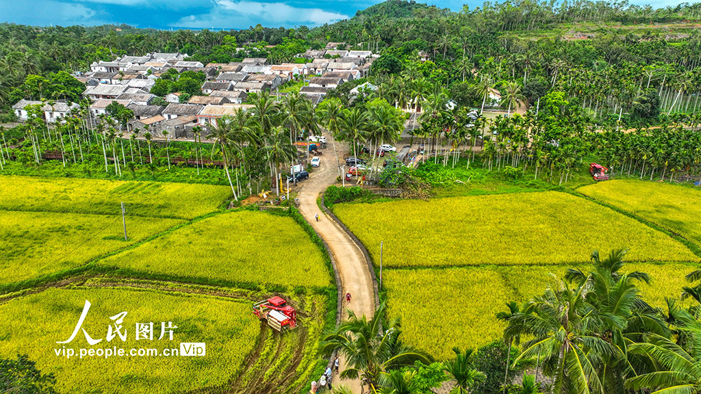 海南定安：收割早稻