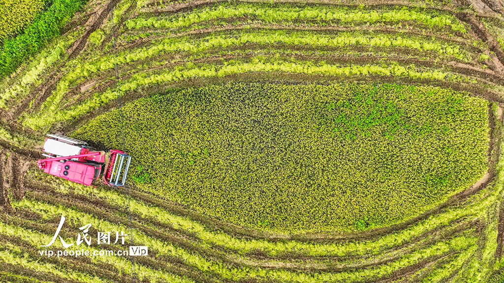 海南定安：收割早稻【2】