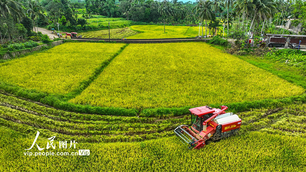 海南定安：收割早稻【3】