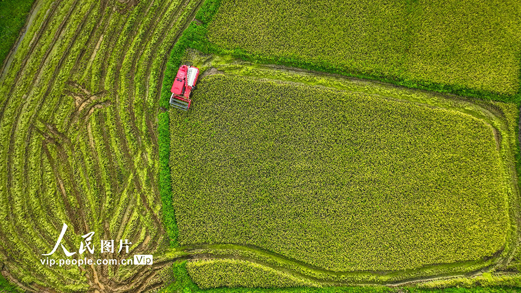 海南定安：收割早稻【4】