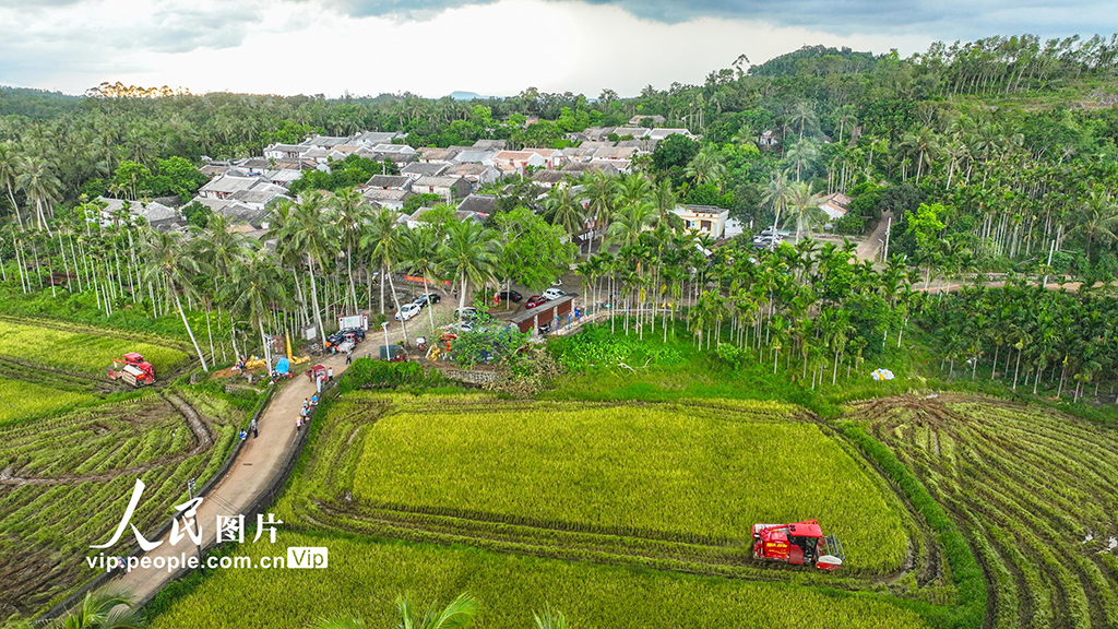 海南定安：收割早稻【5】