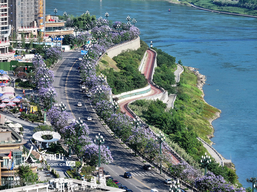 四川宜賓：藍花楹盛開