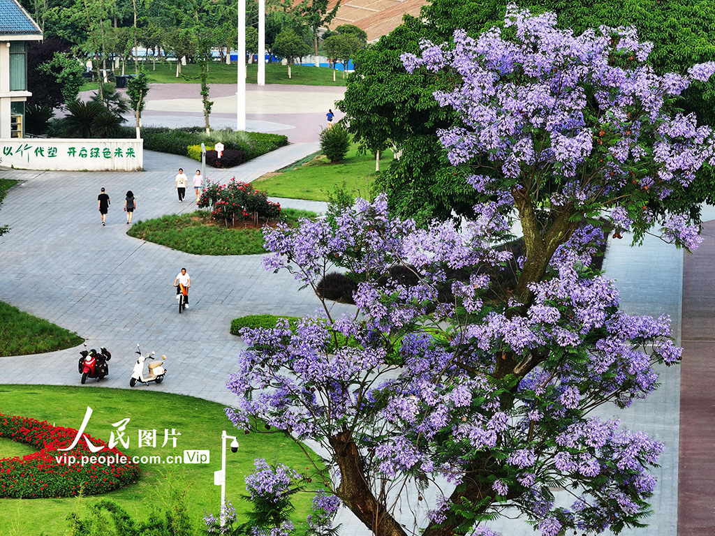 四川宜賓：藍花楹盛開【2】