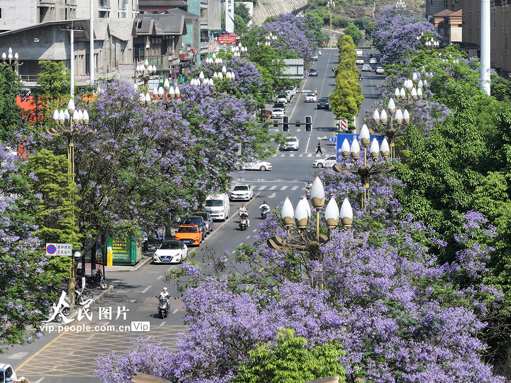 四川宜賓：藍花楹盛開【3】