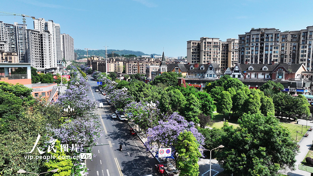 四川宜賓：藍花楹盛開【4】