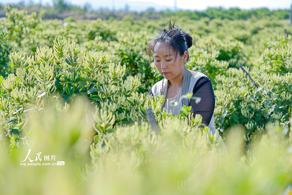 山西平陸：采摘金銀花