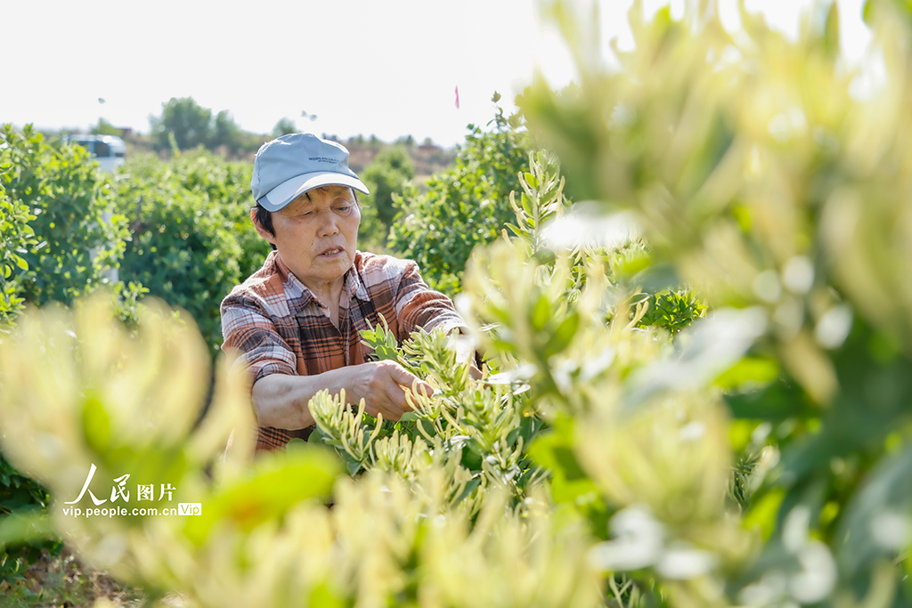 山西平陸:采摘金銀花【2】