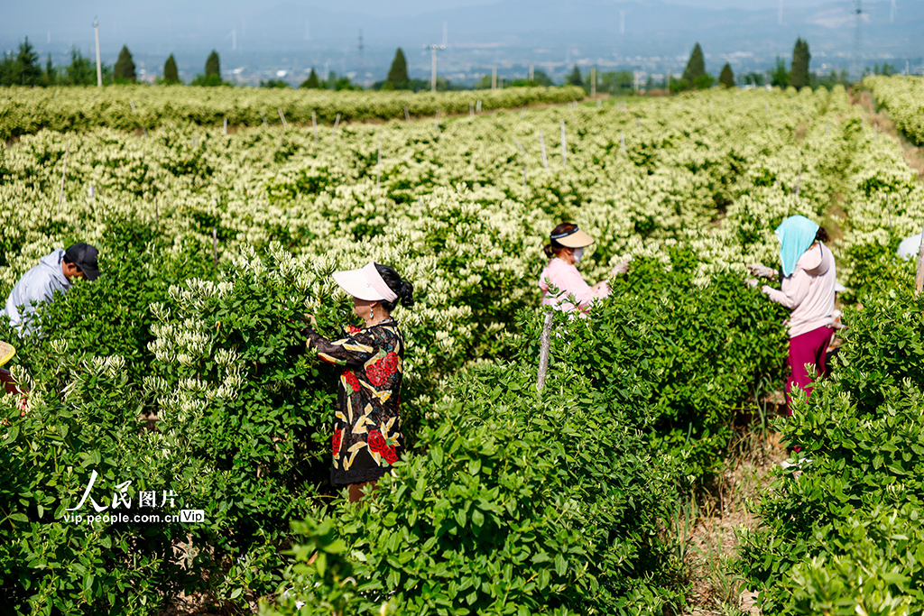 山西平陸:采摘金銀花【3】