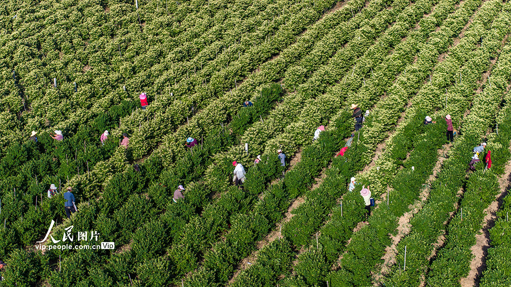 山西平陸:采摘金銀花【4】
