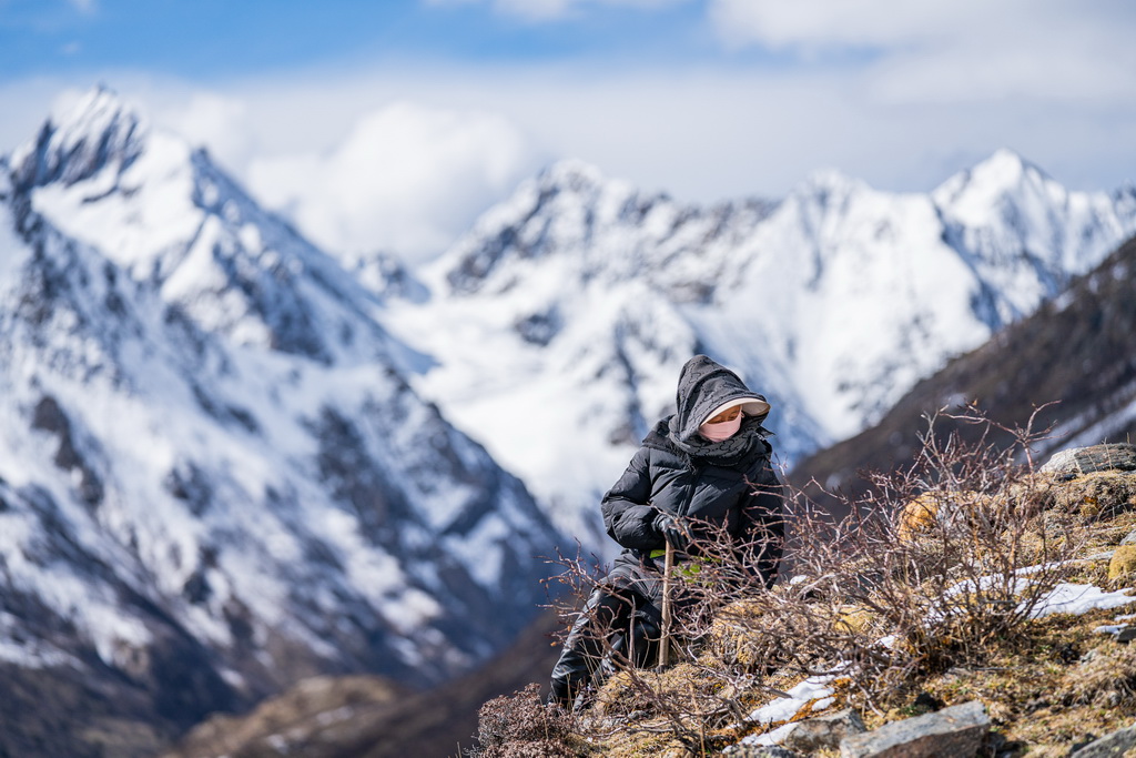蟲草采挖季：雪山前的匍匐尋覓