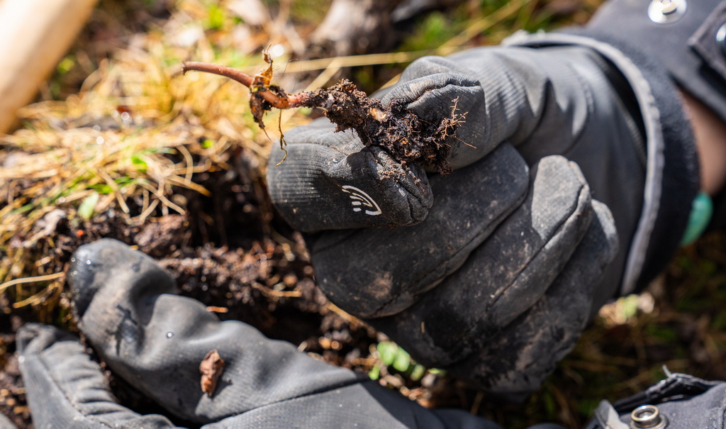 這是在那曲市索縣西昌鄉拍攝的剛采挖出的蟲草（5月18日攝）。