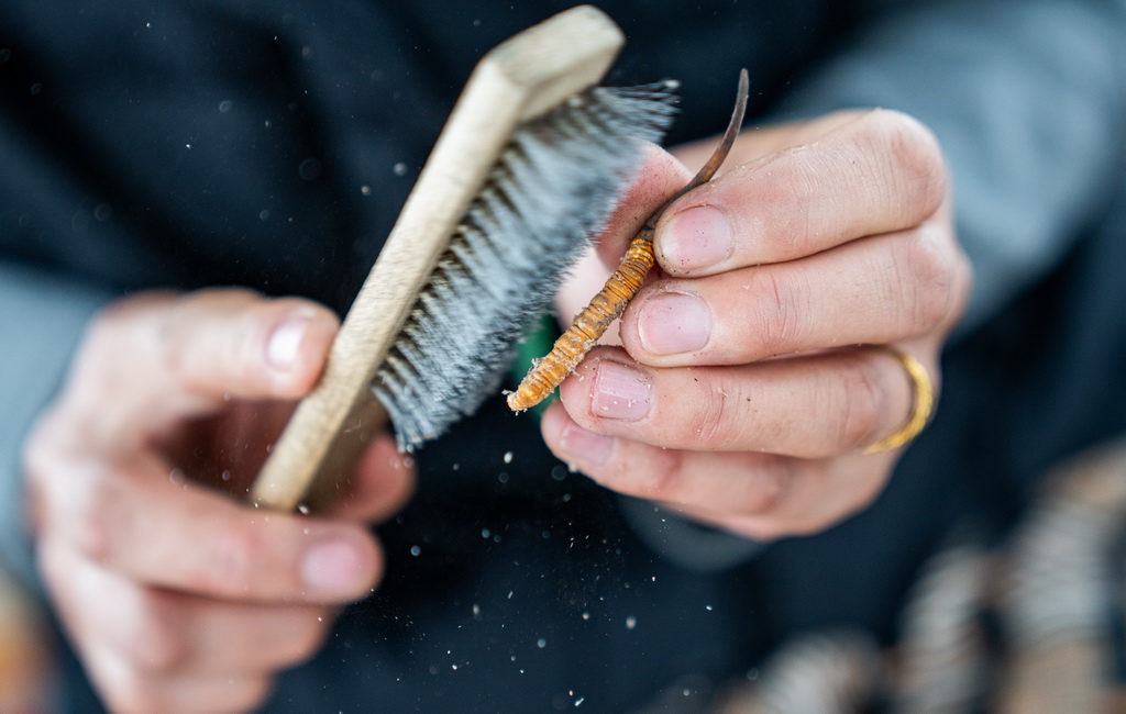 在那曲市索縣西昌鄉，牧民白嘎在清理蟲草（5月18日攝）。