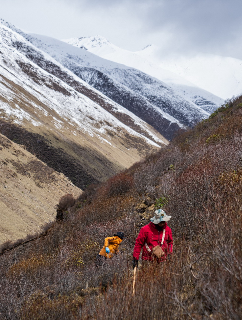 在那曲市索縣西昌鄉，牧民在尋覓采挖蟲草（5月18日攝，無人機照片）。