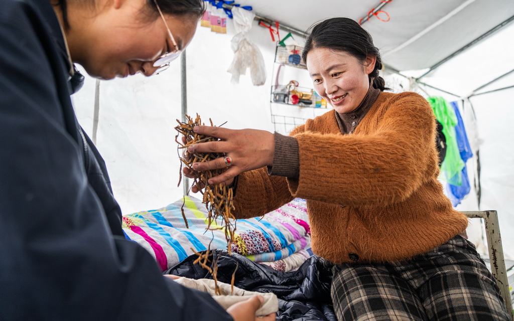 在那曲市索縣西昌鄉，牧民將清理好的蟲草裝袋收納（5月18日攝）。
