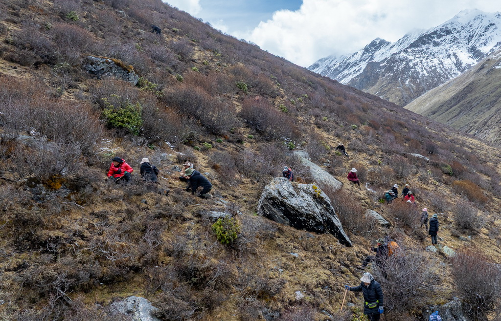 在那曲市索縣西昌鄉，牧民在尋覓采挖蟲草（5月18日攝，無人機照片）。