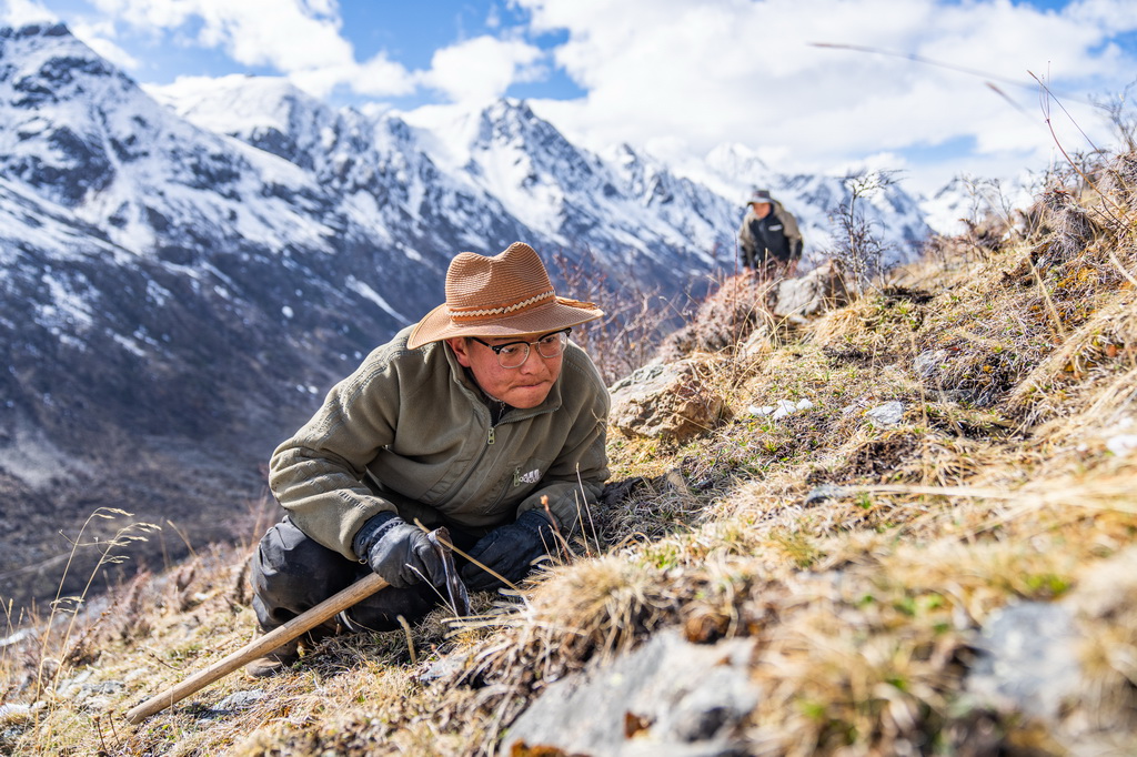 在那曲市索縣西昌鄉，牧民匍匐在草地上尋覓蟲草（5月18日攝）。